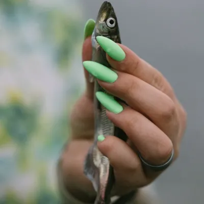 Capelin